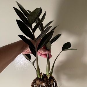 ZZ Raven Black Zamioculcas